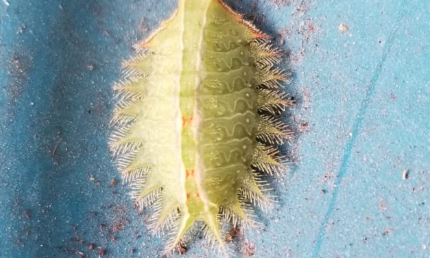 What is it? Wednesday