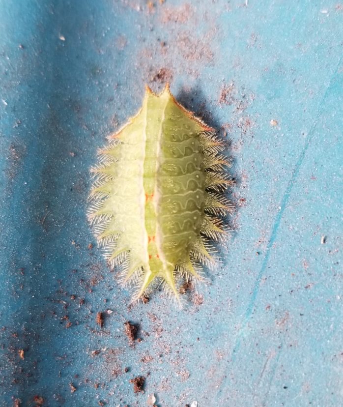 Isa textula, a slug caterpillar. Credit: Donna Freeman