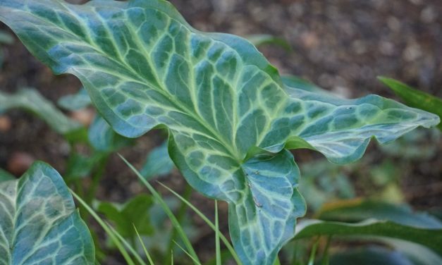 October Week 3 Garden Photos