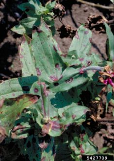 Alternaria leaf spot of zinnia (Alternaria zinniae) starts as small, dark reddish, circular spots that rapidly expand and become irregularly shaped with grayish-white centers. John Hartman, University of Kentucky, Bugwood.org
