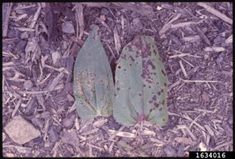 Bacterial leaf spot of zinnia (Xanthomonas campestris pv. zinniae) is a common disease, which occurs under conditions of extended leaf wetness. Penn State Dept. of Plant Pathology & Environmental Microbiology Archives, Bugwood.org