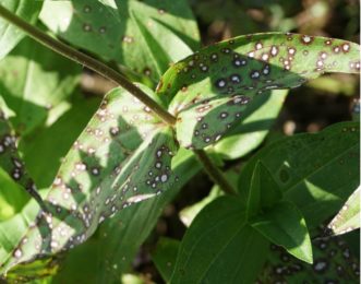 Cercospora leaf spot (Cercospora zinnia) has light gray to white circular spots with reddish-purple borders. Barbara H. Smith, ©2019 HGIC, Clemson University