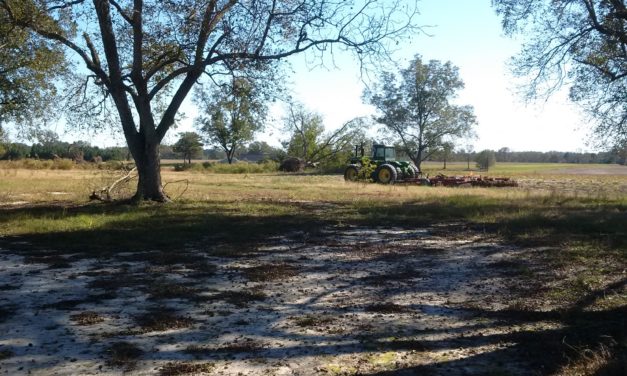 Grow Your Own Pecan Pie