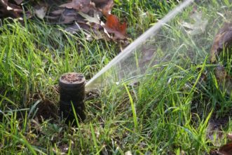 For warm-season grasses, apply 1-inch of water if a 3-week period if no rainfall occurs. Barbara Smith, ©2020, Clemson Extension