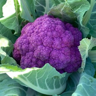 Graffiti cauliflower almost ready to harvest. Zack Snipes, ©2020, Clemson Extension