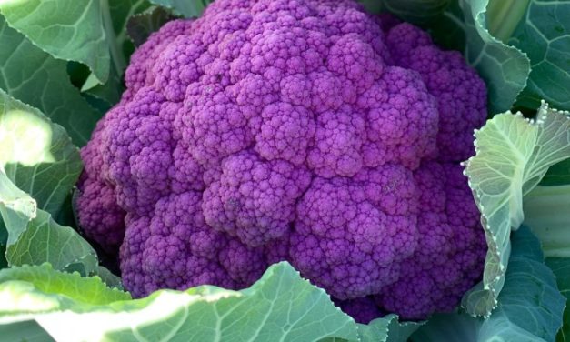 SC Fruit and Vegetable Field Report November 23, 2020