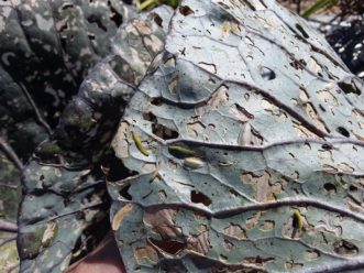 How many diamondback moth caterpillars and pupae can you count on this leaf? This is a key reason why weekly scouting, timely spraying, proper insecticide rotation, and avoiding broad spectrum insecticides for caterpillar control are so important. Justin Ballew, ©2020, Clemson Extension
