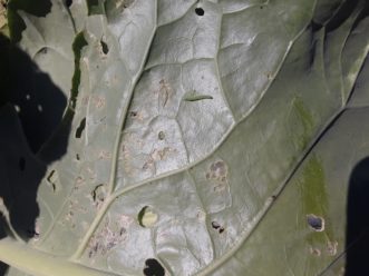 Keep up with scouting for caterpillars as the weather gets cooler. Winters in SC don’t get cold enough to wipe out diamondback moth populations. Justin Ballew. ©2020 Clemson Extension