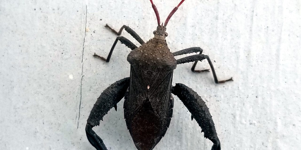 Male Acanthocephala femorata Vicky Bertagnolli ©2020, Clemson Extension