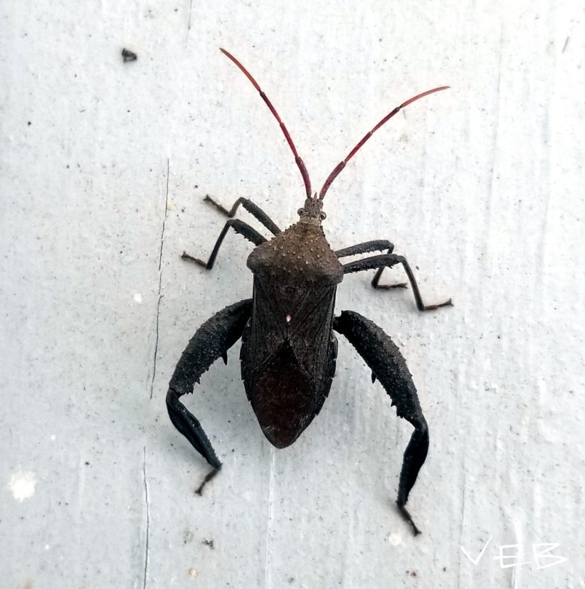 Male Acanthocephala femorata Vicky Bertagnolli ©2020, Clemson Extension