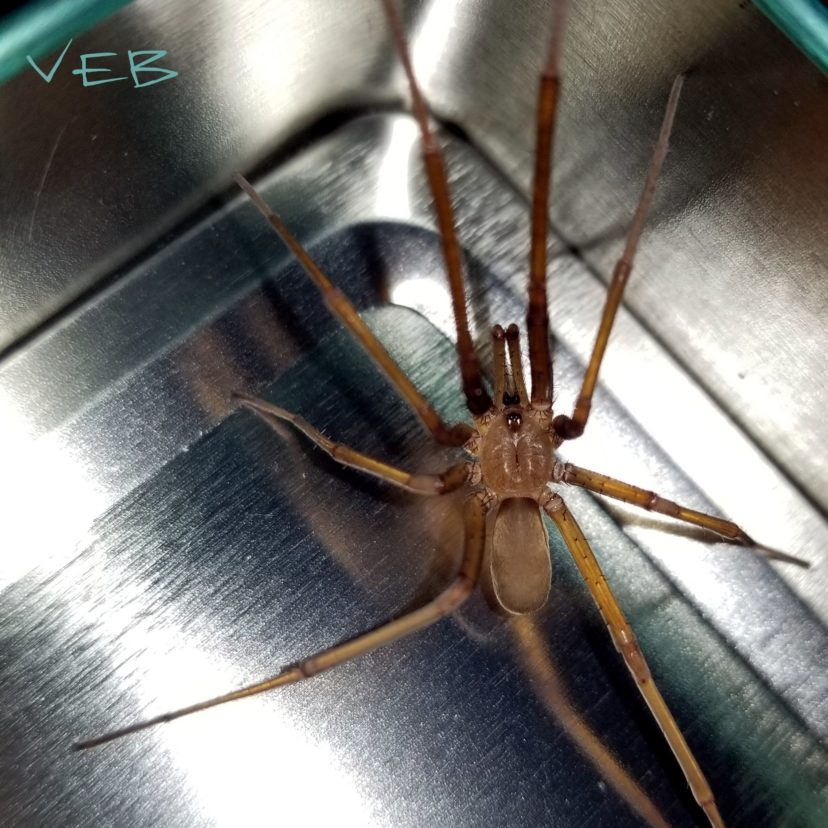 Male Southern House Spider, Kukulcania hibernalis Vicky Bertagnolli, ©2020, Clemson Extension