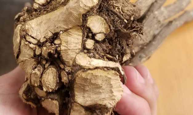 What is it? Wednesday