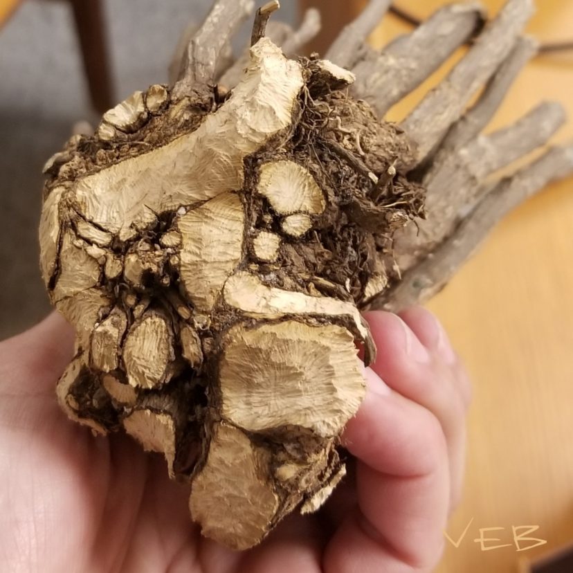 Pine Vole Feeding Damage Vicky Bertagnolli, ©2018, Clemson Extension