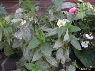These zinnias have become infected with powdery mildew (Golovinomyces cichoracearum). Mary Ann Hansen, Virginia Polytechnic Institute & State University, Bugwood.org