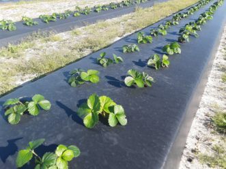 We’ve had good early season strawberry growth so far. Justin Ballew, ©2020, Clemson Extension