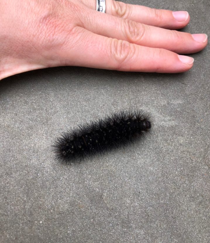 Late instar giant woolly bear, Hypercompe scribonia Rachael Carter ©2020, Clemson Extension