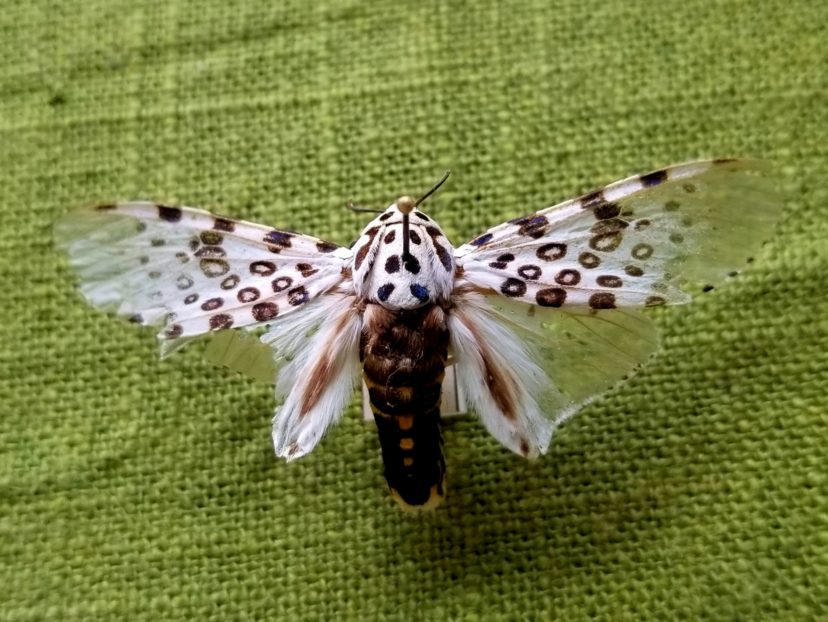 Adult giant leopard moth, Hypercompe scribonia Vicky Bertagnolli ©2020, Clemson Extension