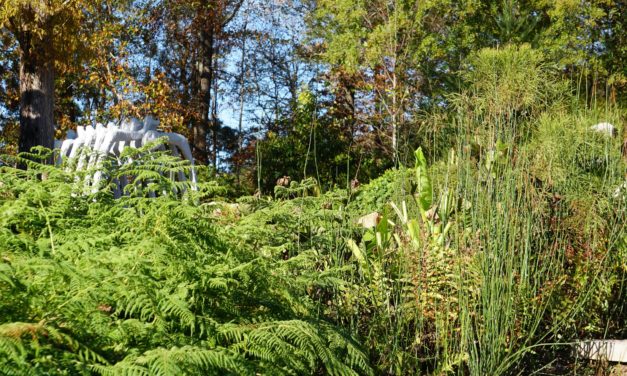 November Week 4 Garden Photos