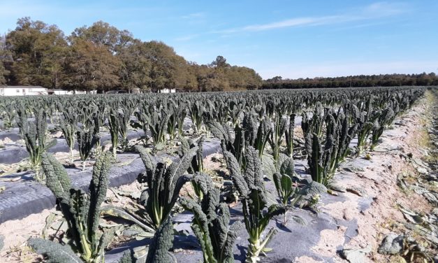 SC Fruit and Vegetable Field Report November 30, 2020