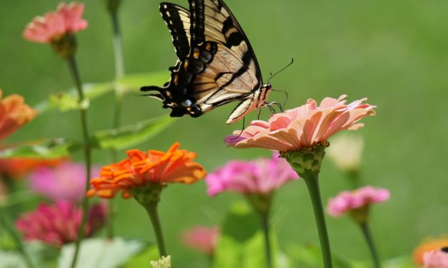 Zinnia Insect Pests & Diseases