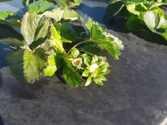 Due to a warm fall, several strawberry fields have developed some early blooms that have been/will be killed by the cold. 