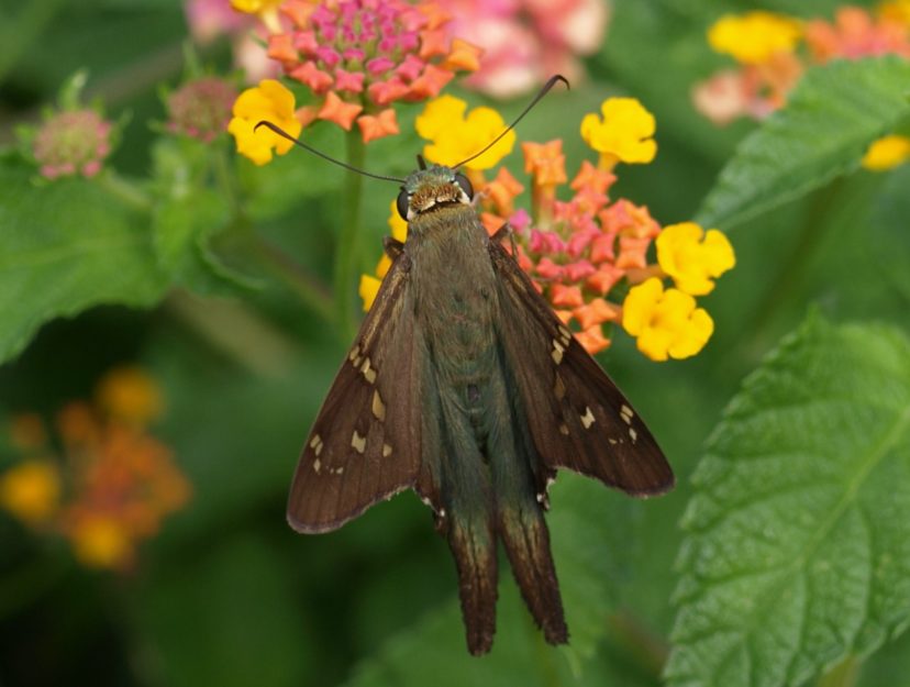 Longtail Skipper (adult), Urbanus proteus