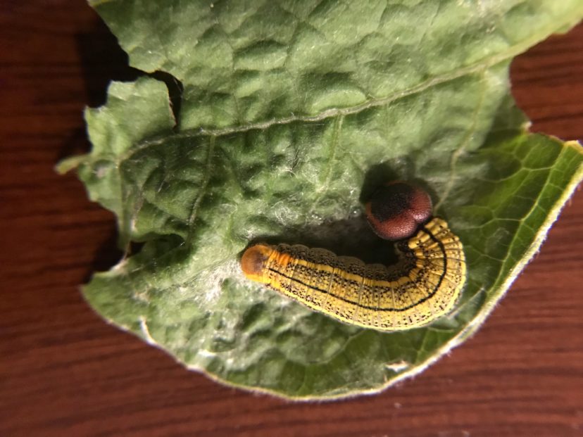 Bean Leafroller (caterpillar), Urbanus proteus