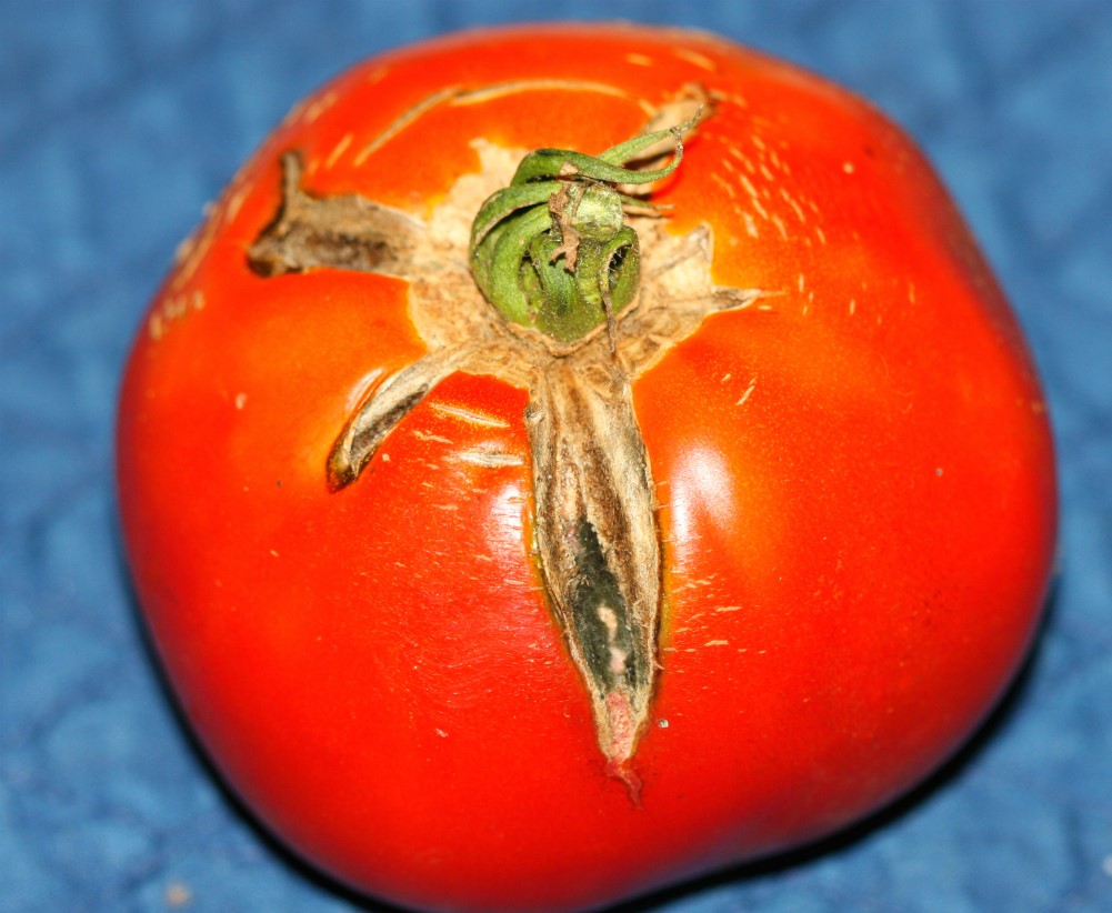 Stink Bug Traps in Gardens may Increase Damage to Tomatoes