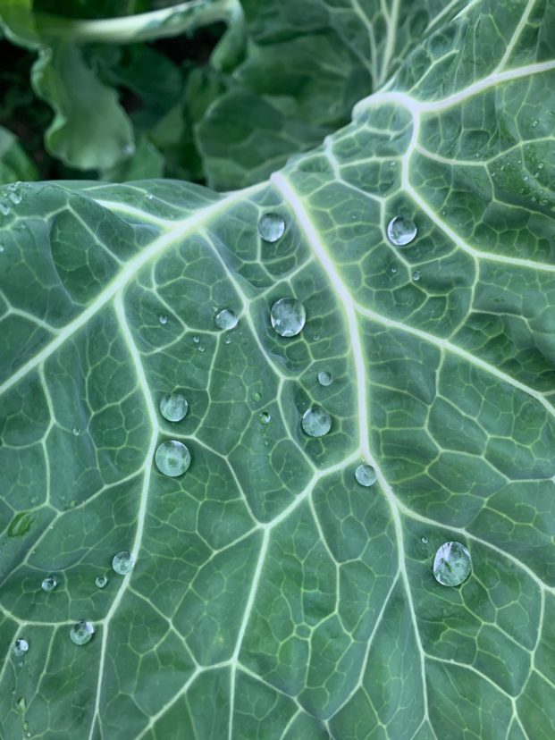 Many crops have a waxy surface that causes pesticide mixtures to bead up on the plant. 