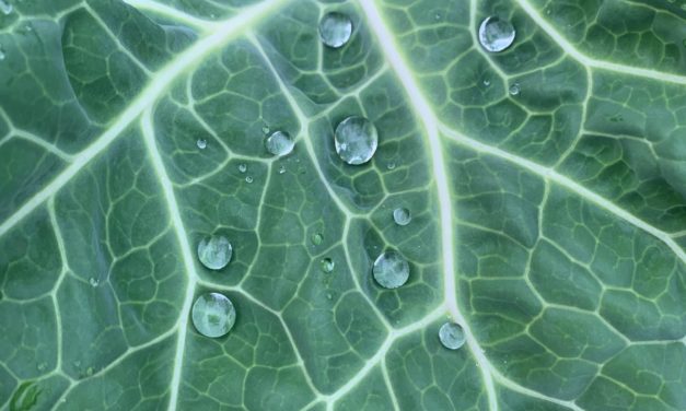 SC Fruit and Vegetable Field Report December 7, 2020