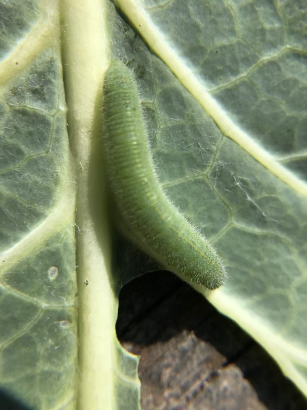 Imported Cabbageworm