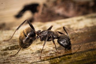 Black carpenter ant workers are sometimes brought into homes on firewood. Photo credit: Phillip Hofmeister, Shutterstock.