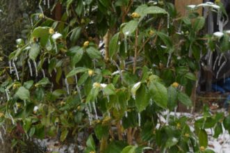 Camellia japonica buds and ice. Laura Lee Rose, ©2020, Clemson Extension