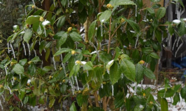 Rx for Cold Damaged Plants