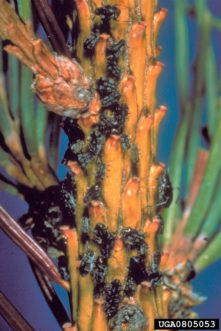 Cinara aphids (also called giant conifer aphids) on spruce. Photo credit: Edward H. Hosten, USDA Forest Service, Bugwood.