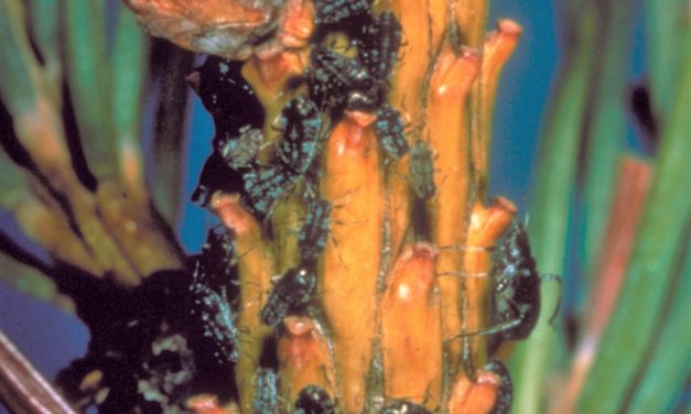 Uninvited Holiday Guests