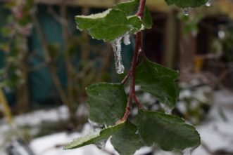 Crabapple leaf covered in ice Laura Lee Rose, ©2020, Clemson Extension