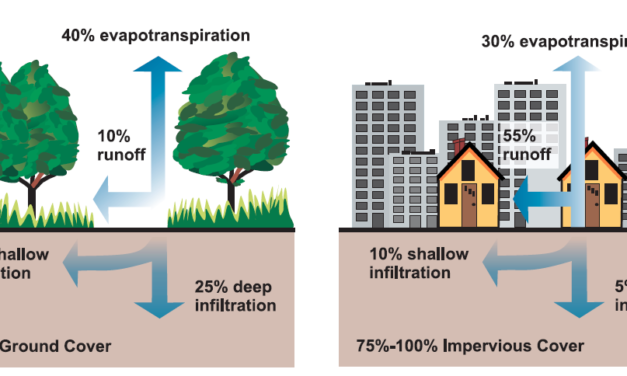 Trees for Stormwater Management