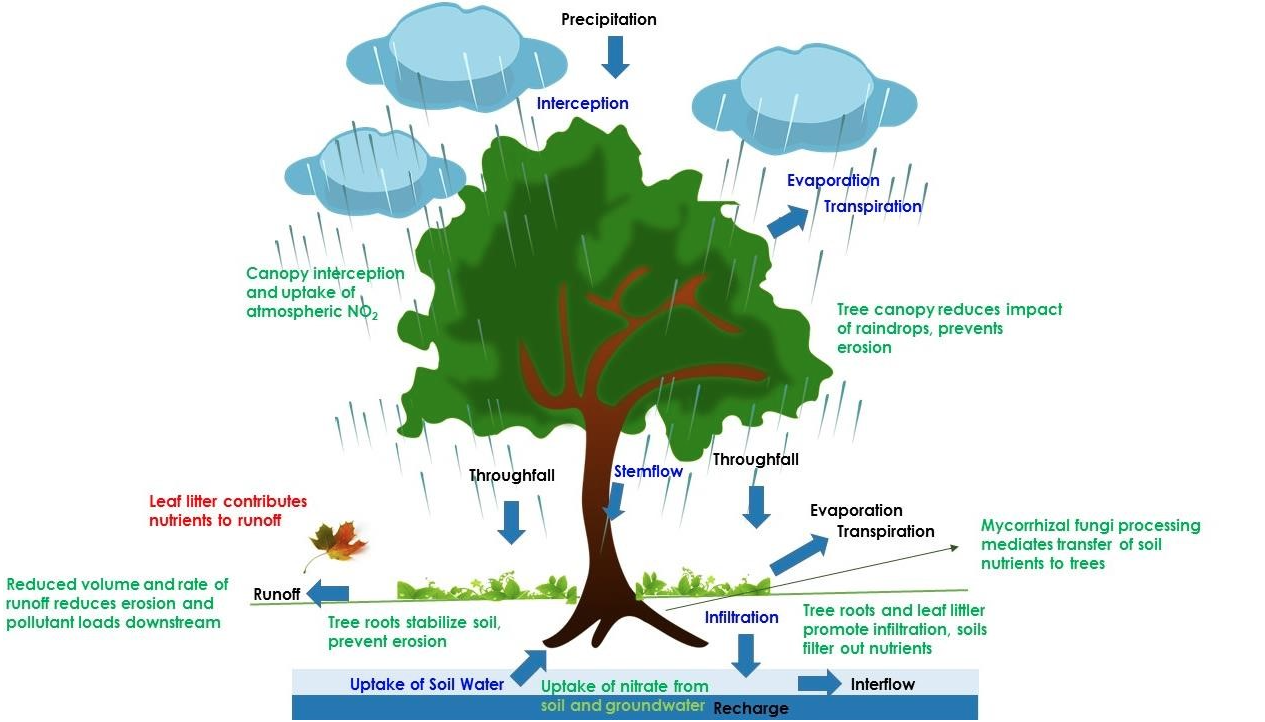 Figure 2. Urban tree impacts on hydrology and water quality (Cappiella et al., 2016).