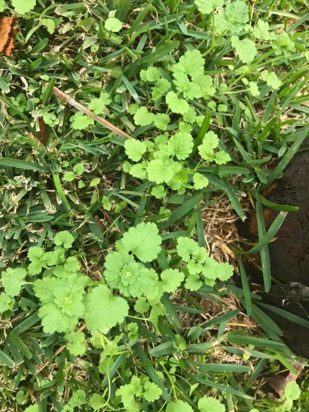 Immature henbit (Lamium amplexicaule), known for its purple flowers and square stems, is a common winter annual that is best control in late fall. Adam Gore 2020, Clemson Extension