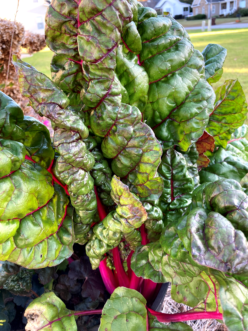 Swiss Chard is an attractive ornamental edible. Stephanie Turner, ©2020, Clemson Extension