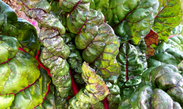 Swiss Chard