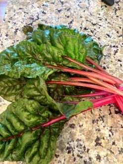 Harvest the outer leaves of Swiss Chard when they reach between 4 and 12 inches in length. Stephanie Turner, ©2020, Clemson Extension
