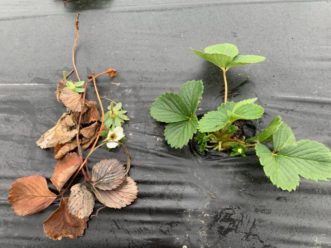 A sanitized plant and the dead and diseased tissue that came off of it. This needs to be taken out of the field and discarded. Zack Snipes, ©2021, Clemson Extension