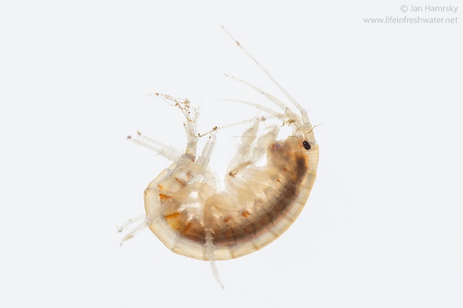 A scud or amphipod is a small freshwater crustacean that lives in streams and can be found in the hyporheic zone. When amphipods are only found in the hyporheic zone, they are generally blind and have no pigment. Jan Hamrsky, www.lifeinfreshwater.net 