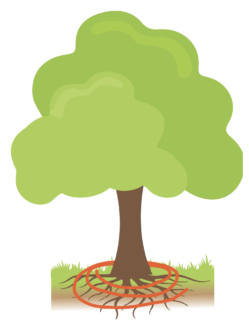 A slow soaking over several hours is best and may be done with a low-pressure sprinkler or soaker hose, starting at the trunk and extending beyond the furthest branch spread. 