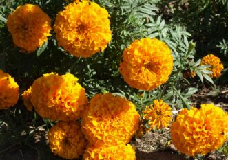 “African marigolds in a garden bed at peak flower.”