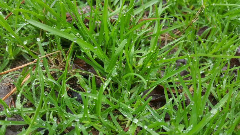 Annual bluegrass (Poa annua) is a troublesome winter annual weed and very noticeable during the winter in dormant warm-season lawns. Jackie Jordan, Area Horticulture Agent, Clemson Extension