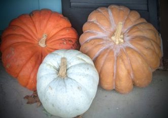 Blue pumpkin, Cinderella pumpkins, Chase Baillie ©2020, Clemson Extension