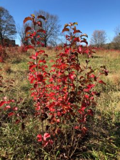 Callery pear leaves often turn a brilliant red color in the fall, making them easy to see on the landscape. David Coyle, ©2020 Clemson University